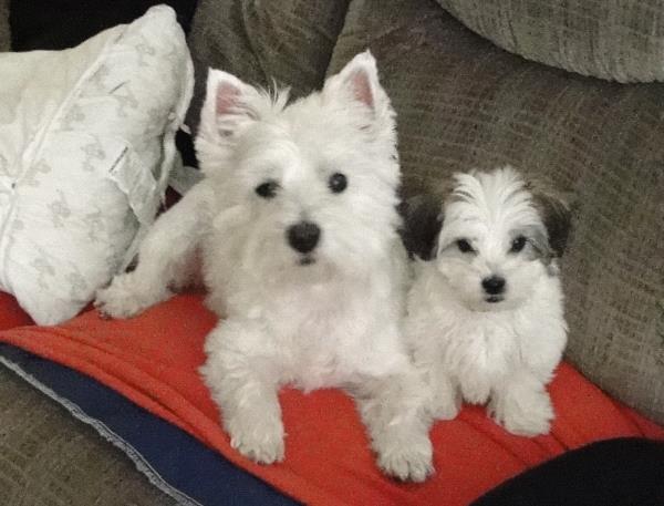 /Images/uploads/Humane Rescue Alliance/HRACalendarPhotoContest/entries/9054thumb.jpg